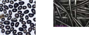 Cabelo africano corte tranversal e foto microscópica. Imagem L'Oreal