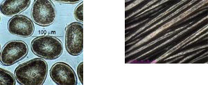 Cabelo asiático corte tranversal e foto microscópica. Imagem L'Oreal